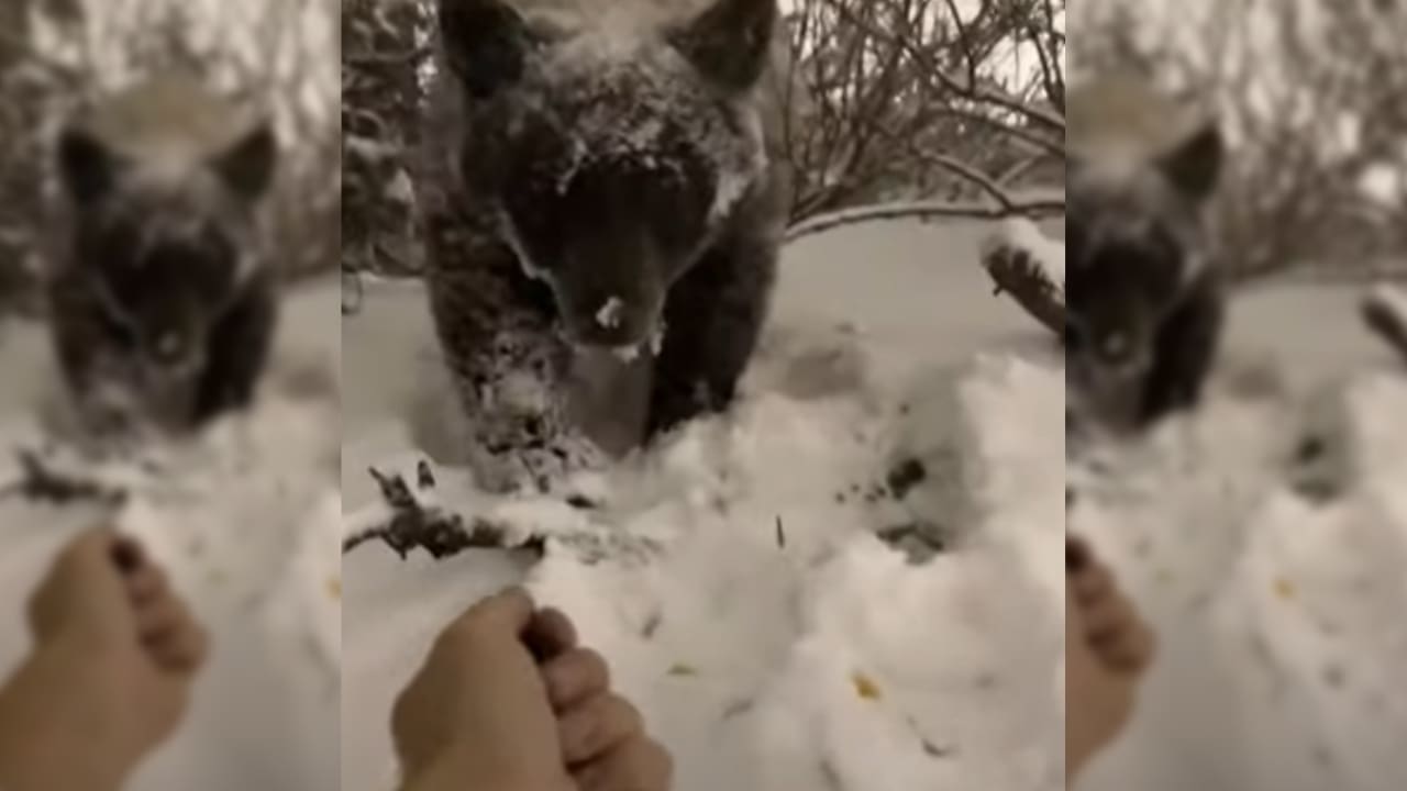 Ignorant Person Pets and Feeds Wild Bear In South Lake Tahoe