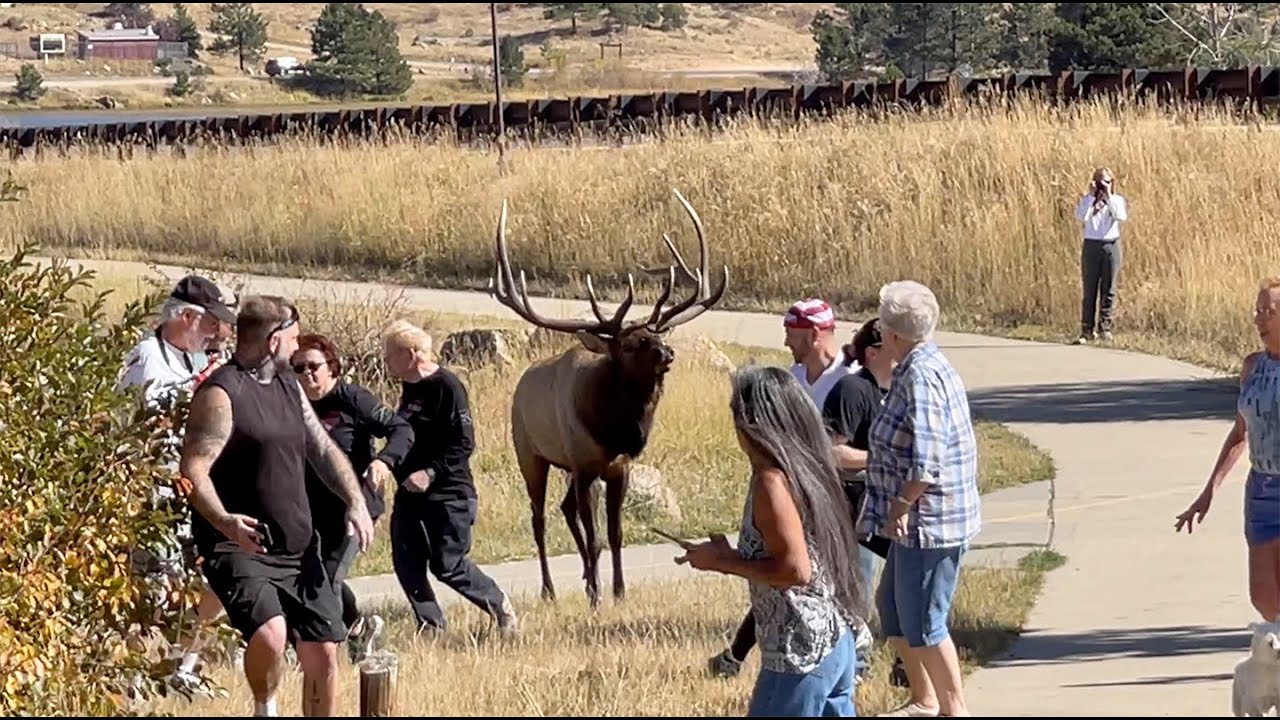 Tourists Aggravate Elk During Rut (VIDEO)