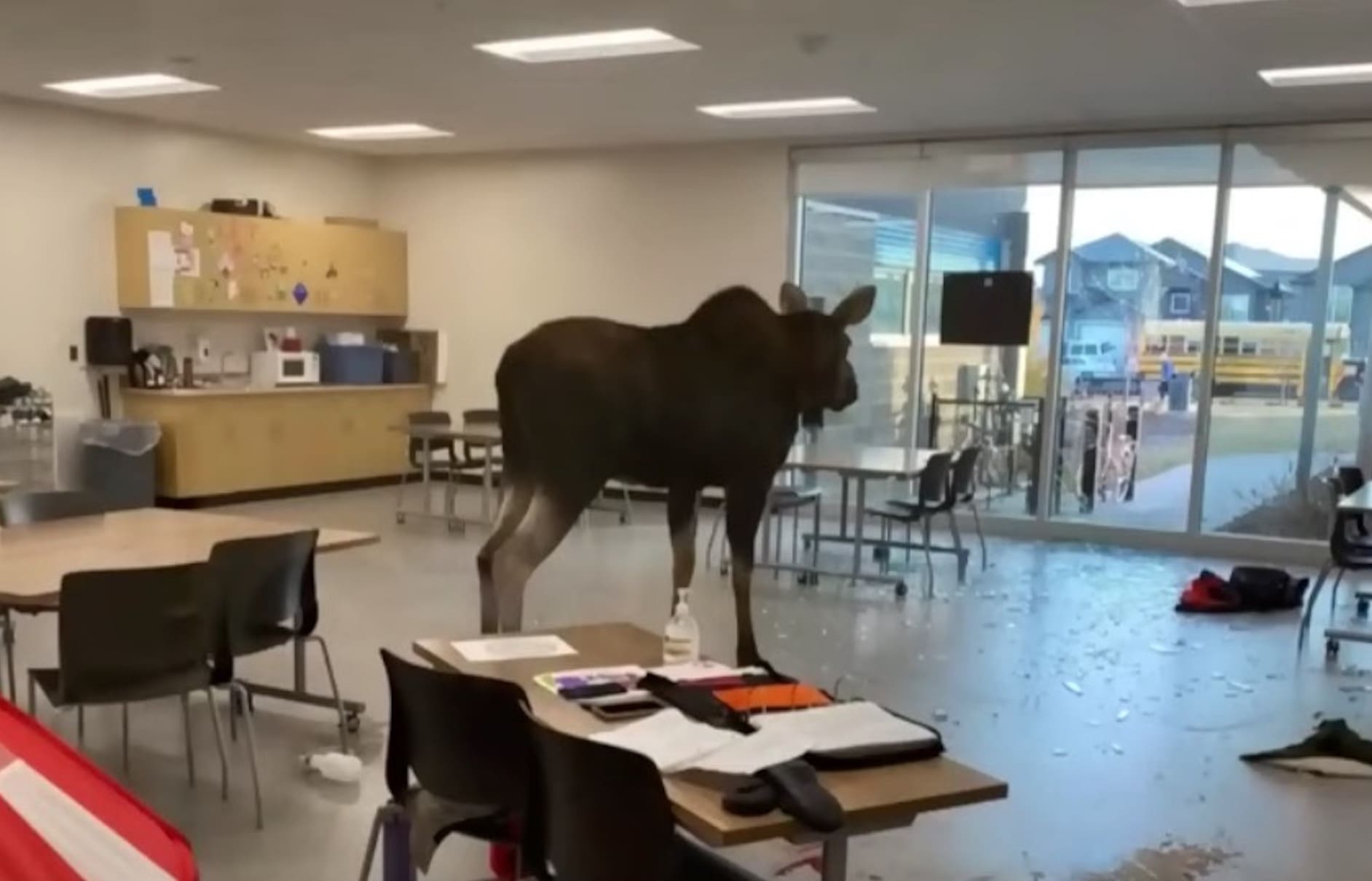 Canadian School Children Get Surprise Visitor As Moose Bursts Through Classroom Window