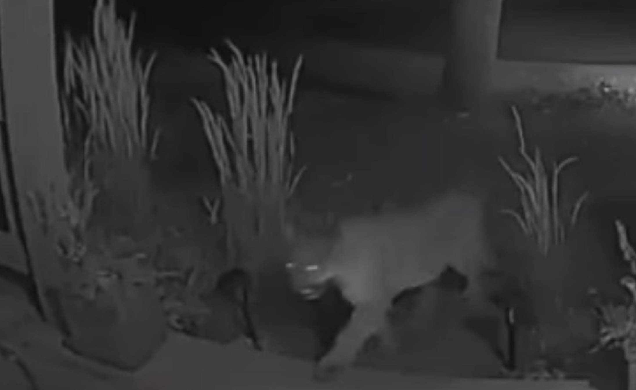 VIDEO: Mountain Lion Filmed Prowling Fort Collins Front Porch