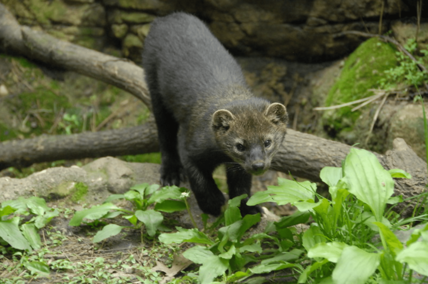 'Fishers' Reintroduced Into Olympic National Park (250 Imported From Canada)
