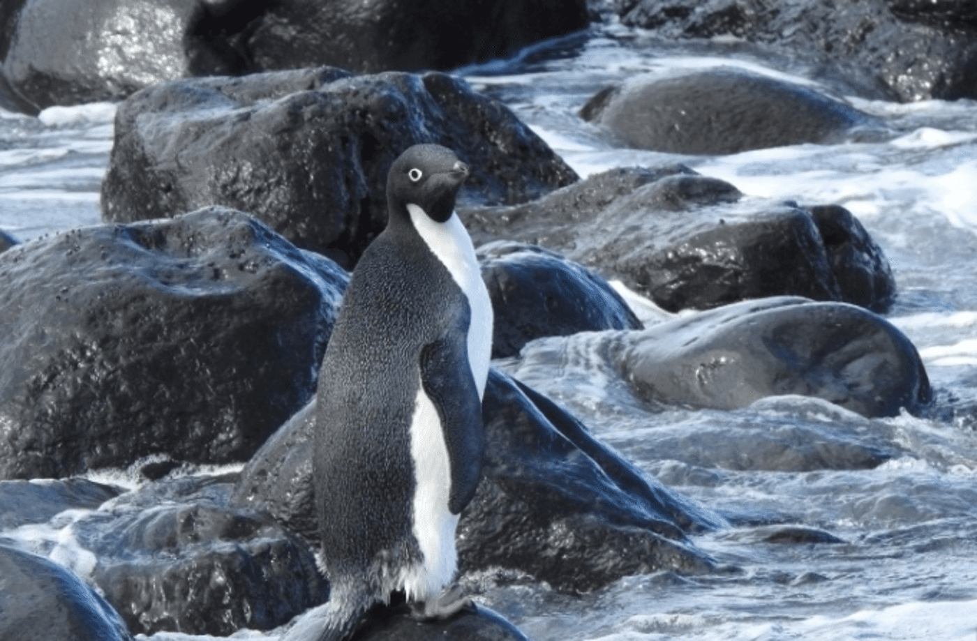 Penguin Travels 1900 Miles From Antarctica to New Zealand