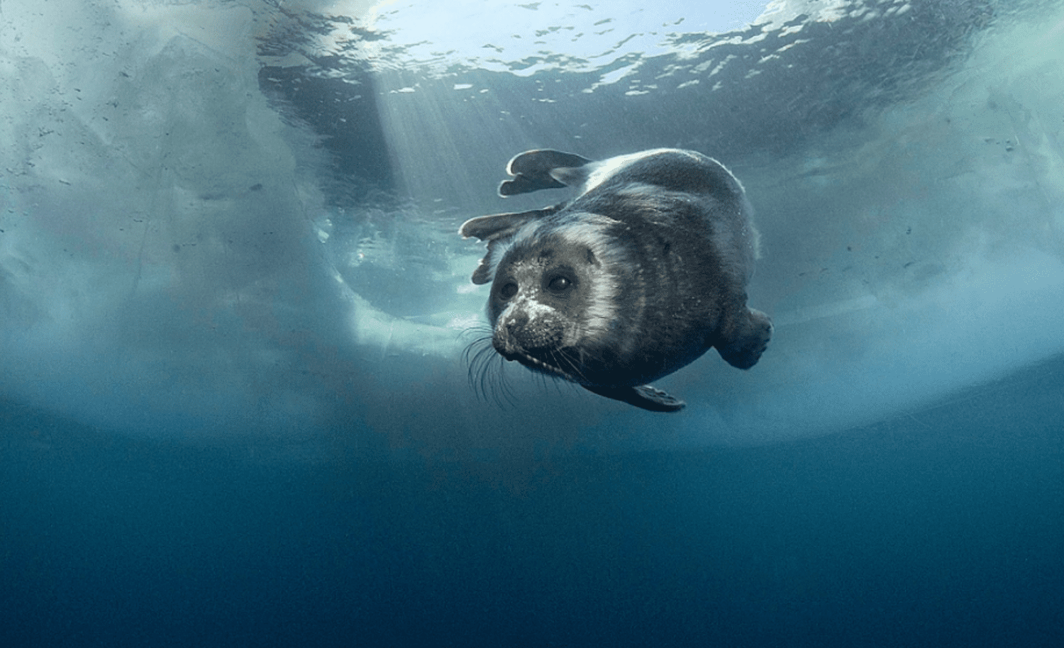 WATCH Origins Of Seals In Russia S Lake Baikal Remain A Mystery   Screenshot 2021 11 15 3.01.01 PM 