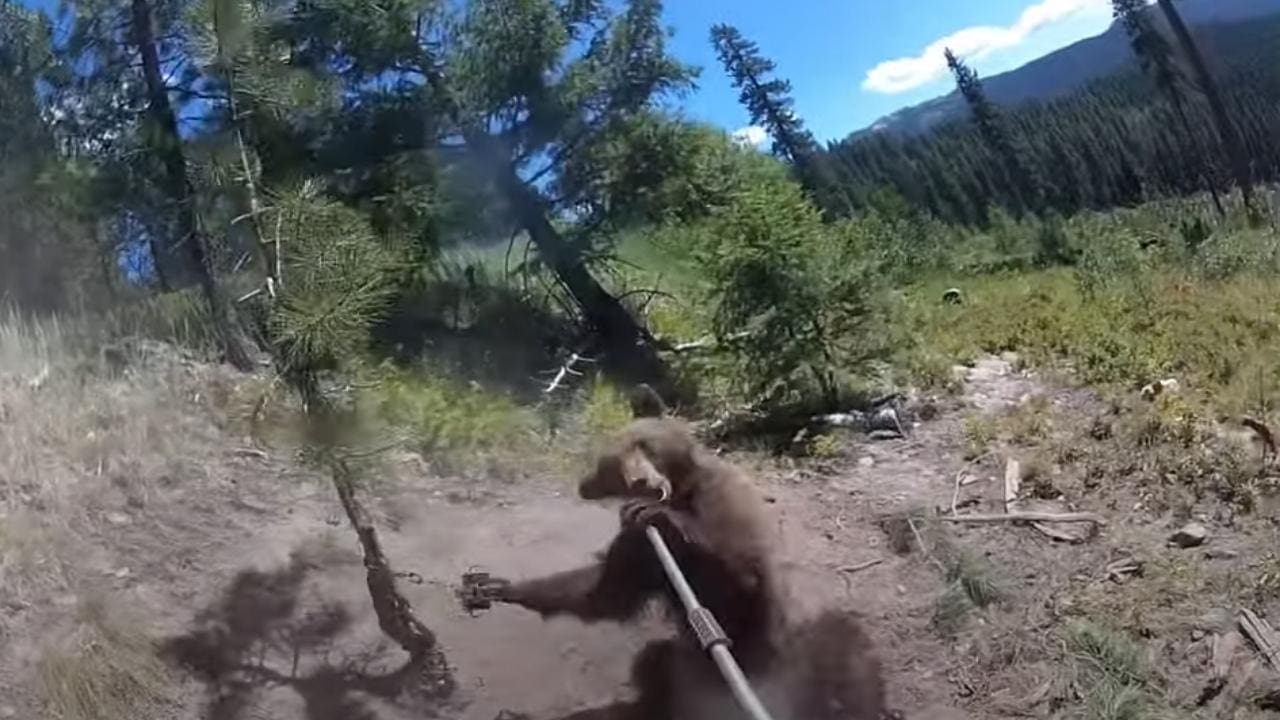 bear in bear trap