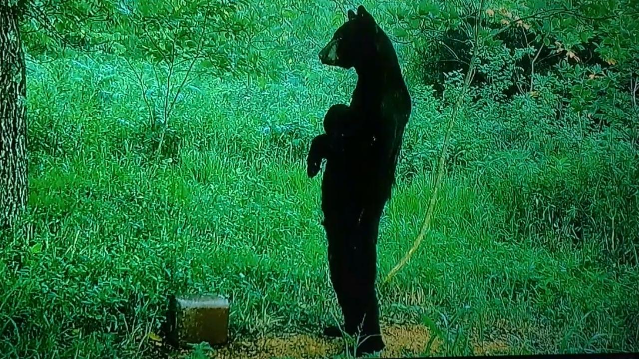 Bear Caught Walking On Hind Legs Like Bigfoot