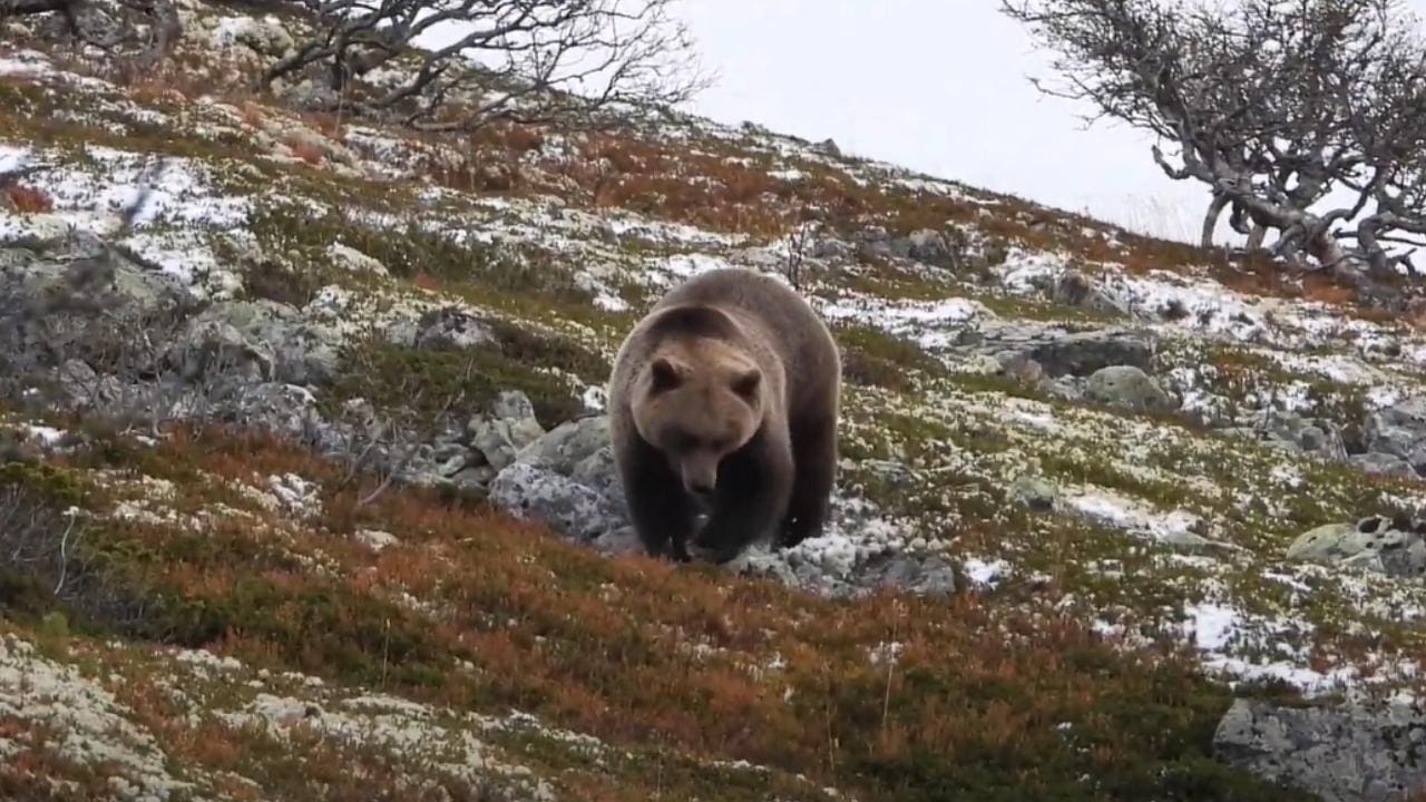 Brave Hunter Faces Off With Huge Brown Bear (Video)