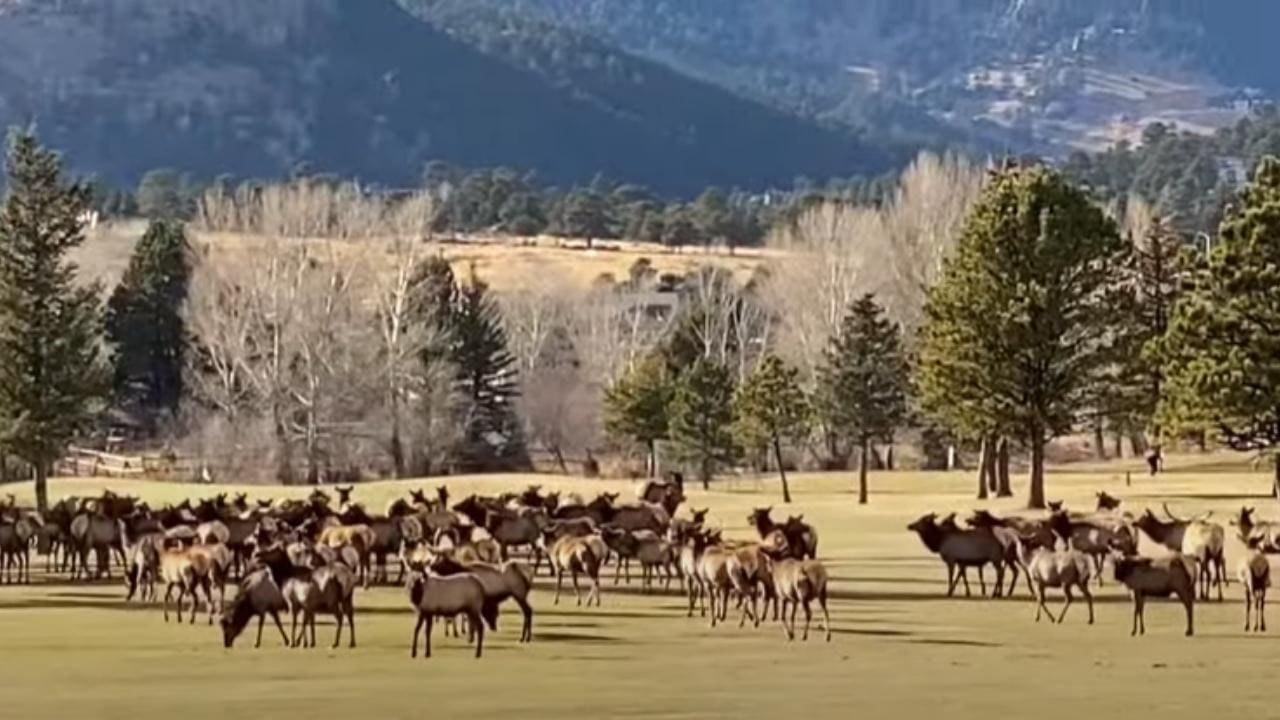 Just Colorado Things- Elk Herd Invades Golf Course
