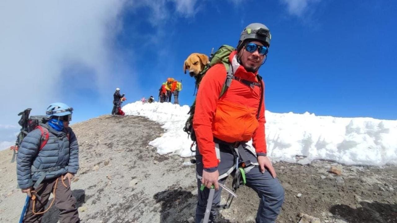 Dying Dog Rescued From Mexico's Tallest Peak
