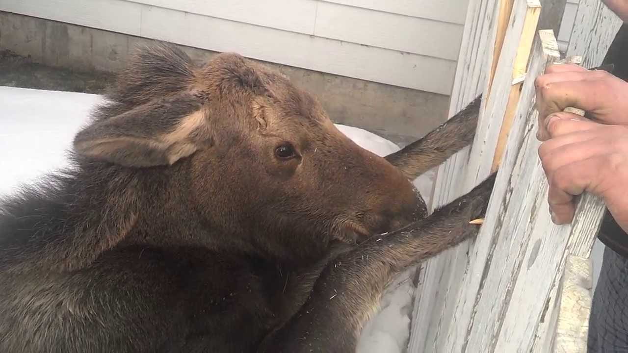 WATCH: Moose Calf Freed From Fence