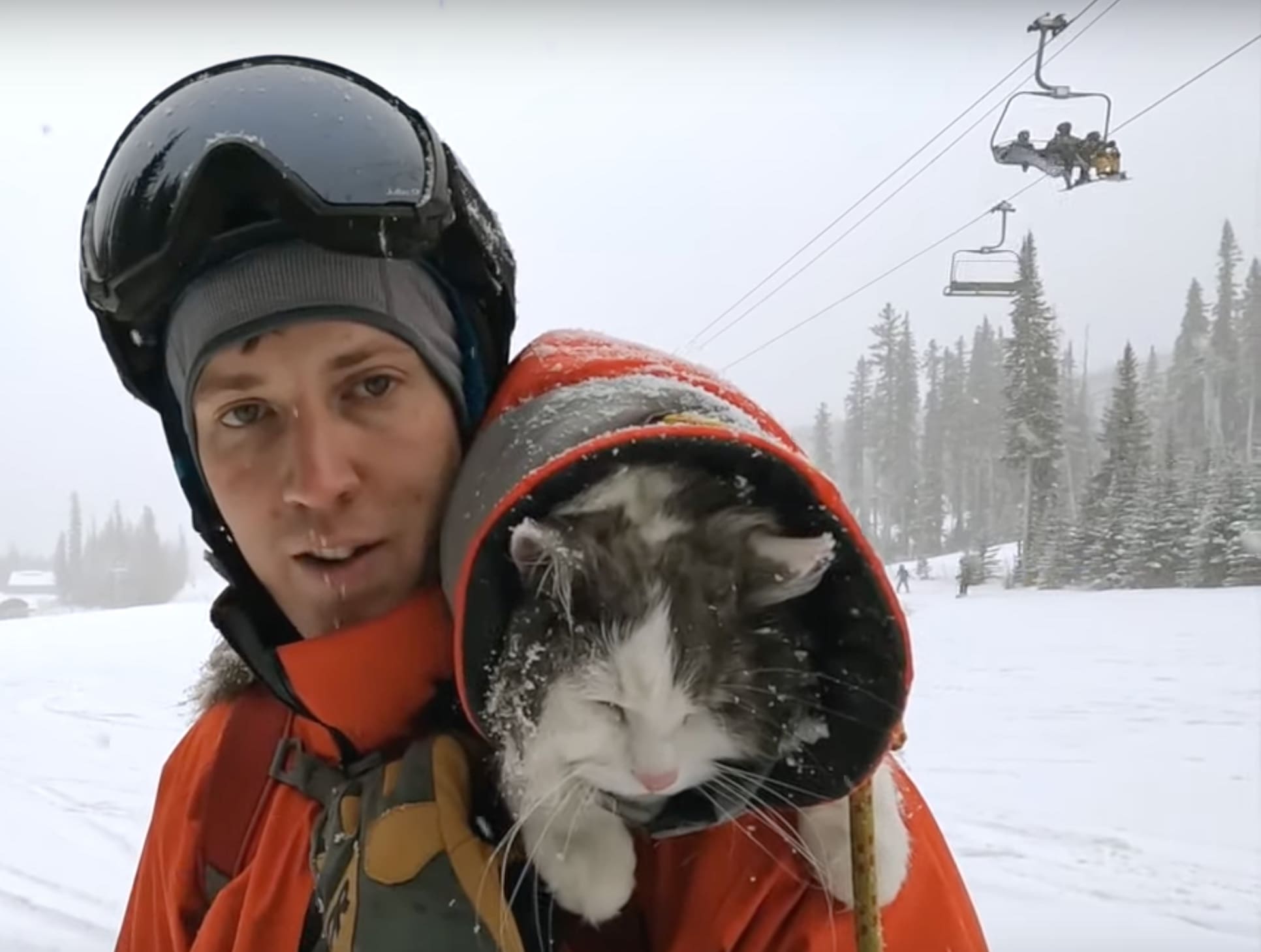 Meet Gary The Skiing Cat of The Canadian Rockies | Unofficial Networks