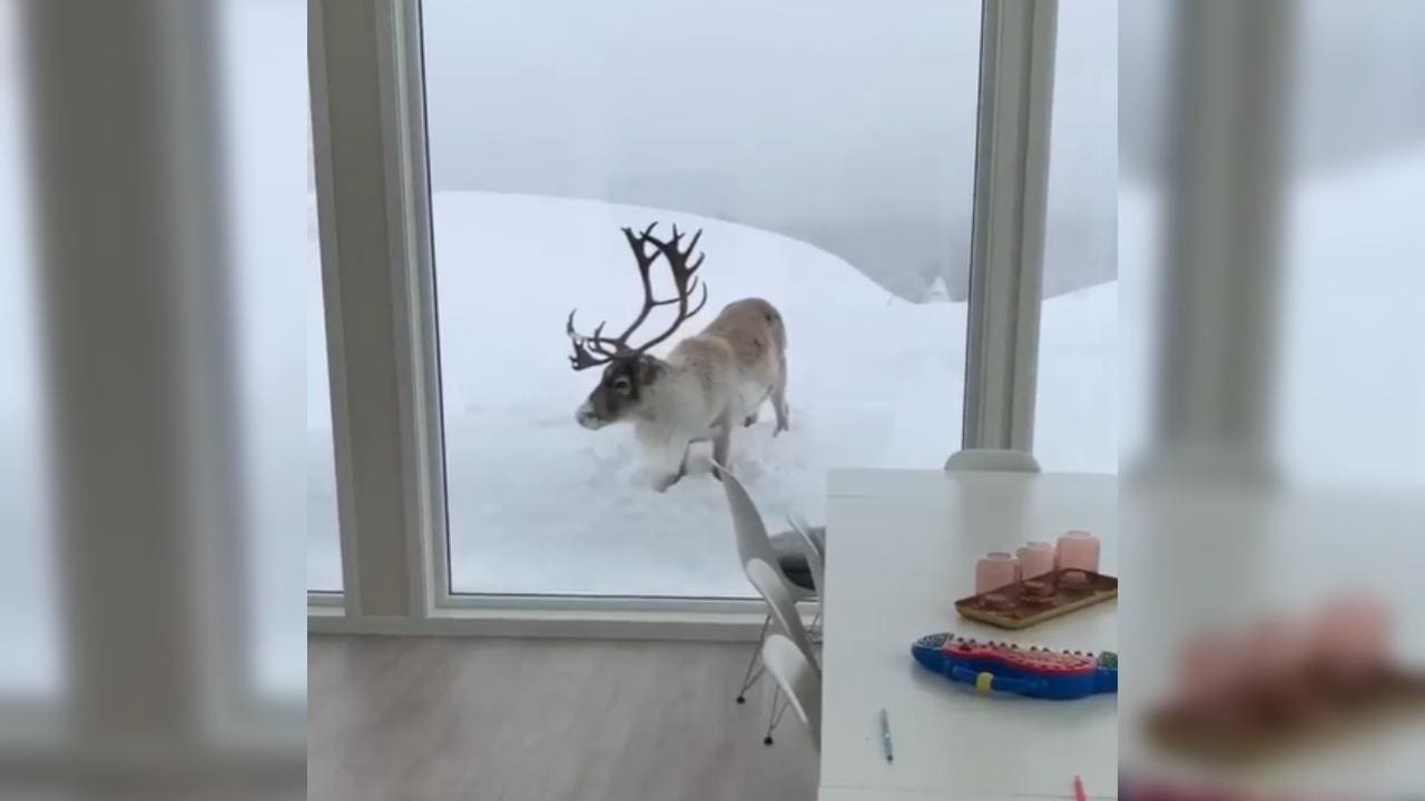 Beautiful Reindeer Peering Through Window Looks Like Something Out of Hallmark Christmas Movie