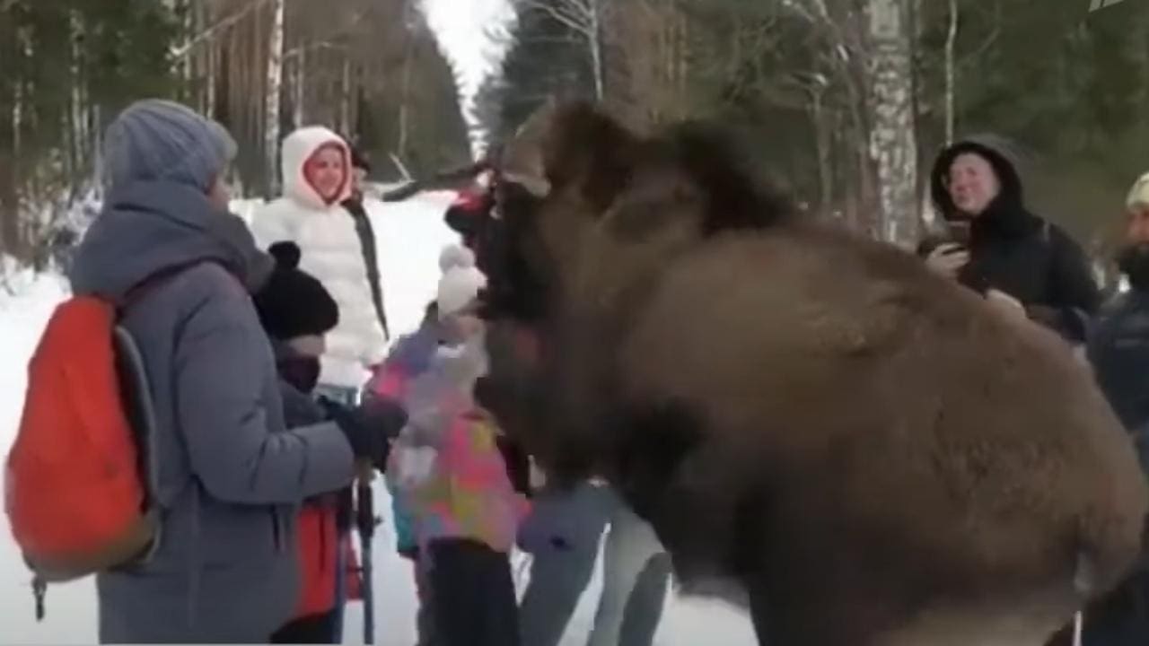 Ignorant Russian Tourists Crowd Moose For Photos, Girl Gets Kicked In The Face