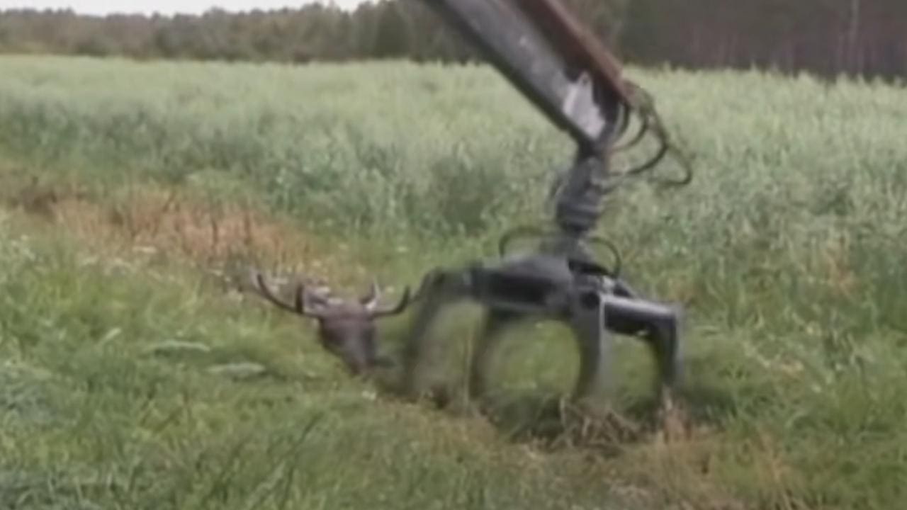 WATCH: Farmer Uses Grapple Loader To Rescue Distressed Moose
