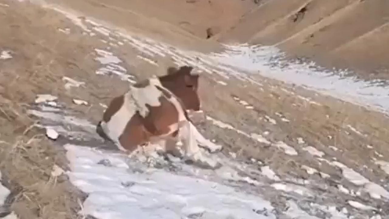 Cow Shreds Down Snowy Hill & Is The Chillest Animal You'll Ever See