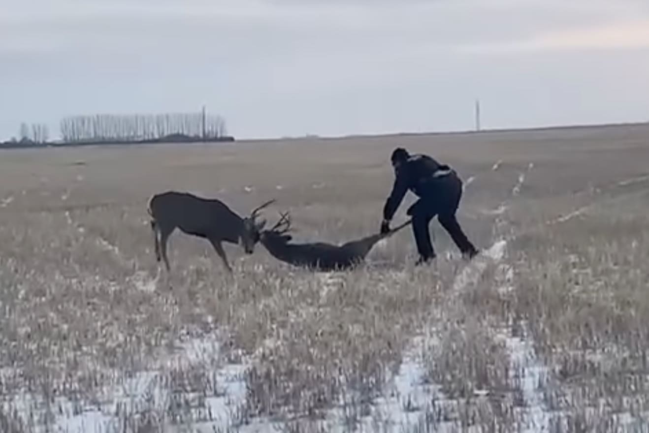 Mule Deer & Whitetail Locked In Death Match Separated By Saskatchewan Conservation Officer