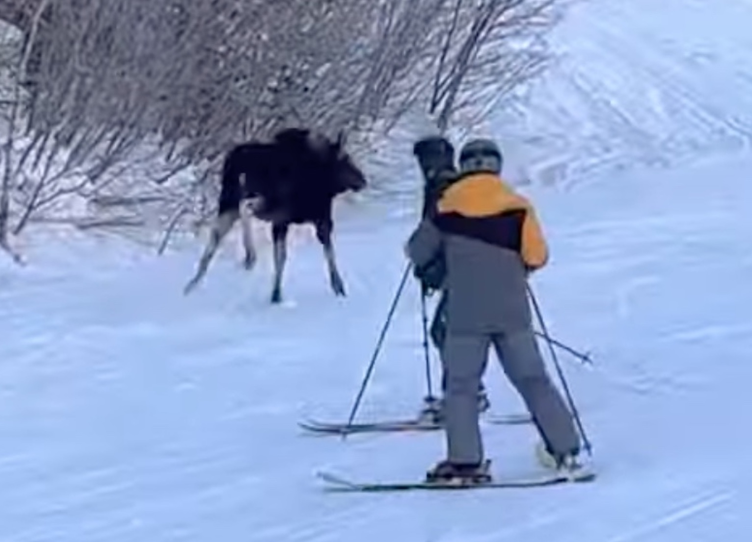 Moose Collision Leaves Snowboarder Unconscious At Park City Ski Resort