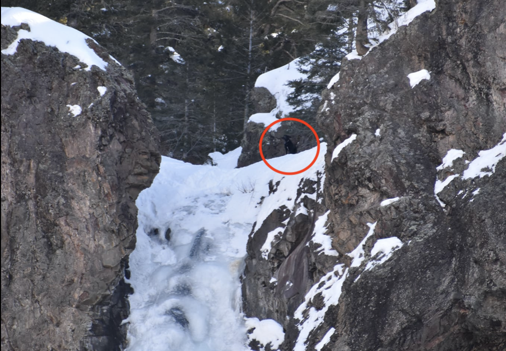 Colorado Dog Found At The Top Of A Frozen Waterfall After A Week Missing