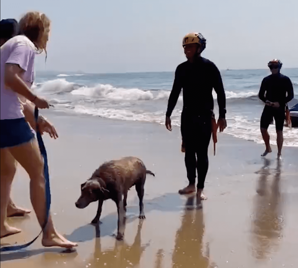 are dogs allowed at zuma beach