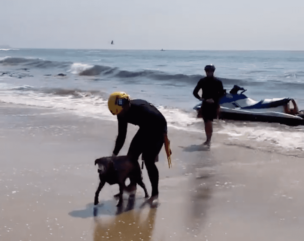 California Lifeguards Rescue Dog Thousands Of Feet From Shore