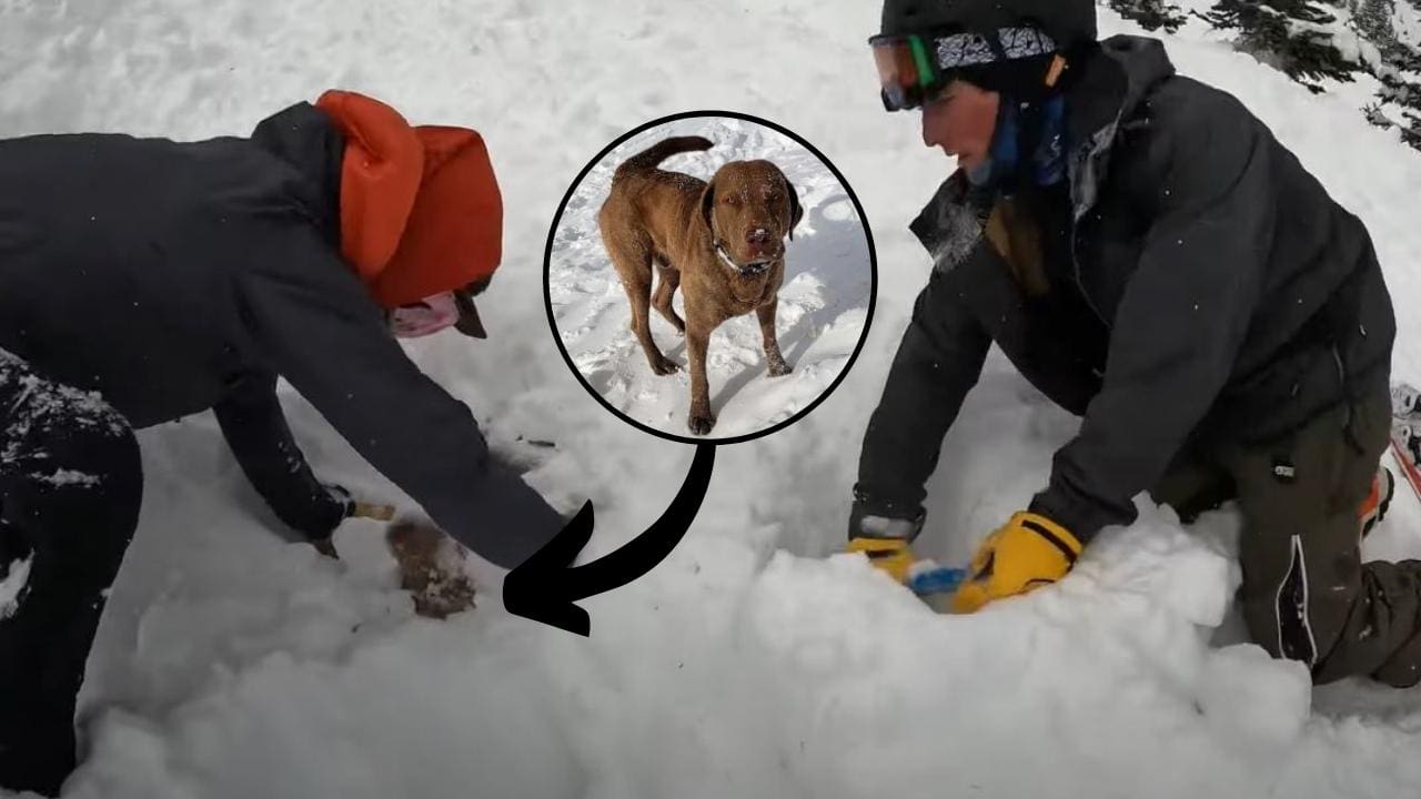 WATCH Dog Rescued After Being Buried In Avalanche For 20 Minutes