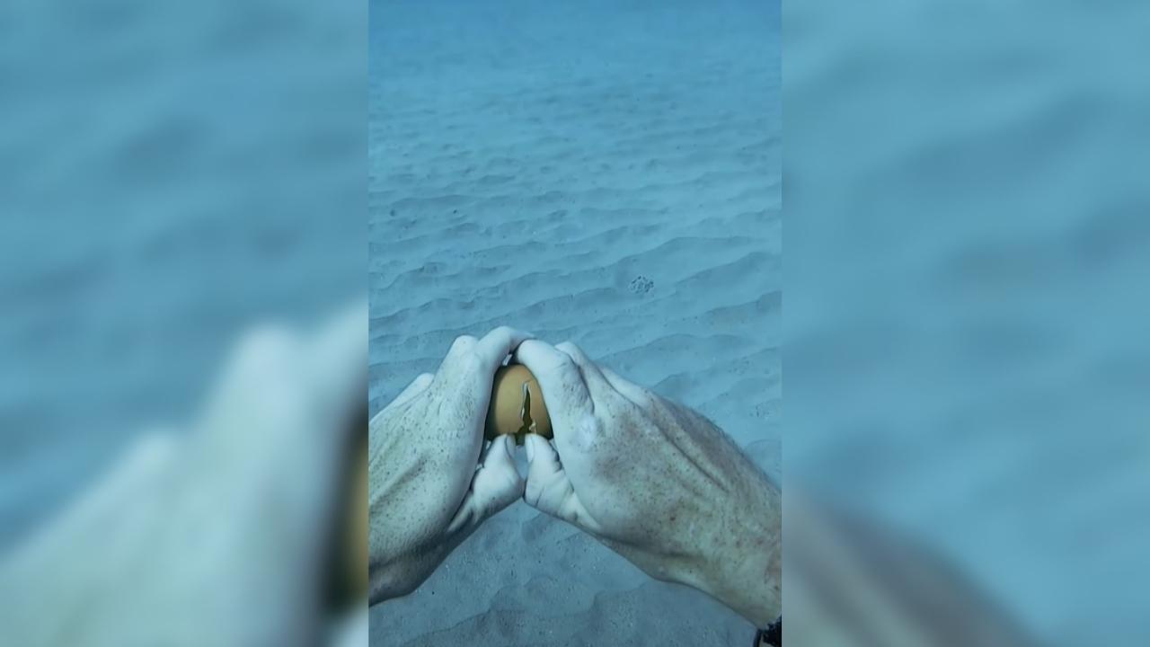 Watch What Happens When Diver Cracks Egg 45 Feet Underwater