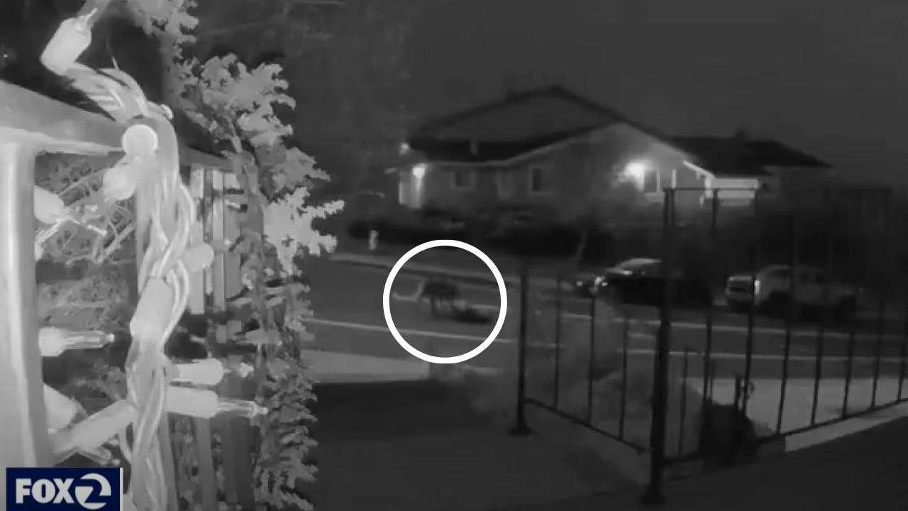 Mountain Lions Fight Each Other In Middle of Neighborhood Street (Video)