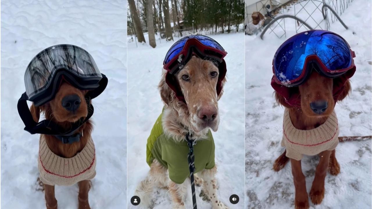 Ski Goggles + Dogs = Match Made In Heaven