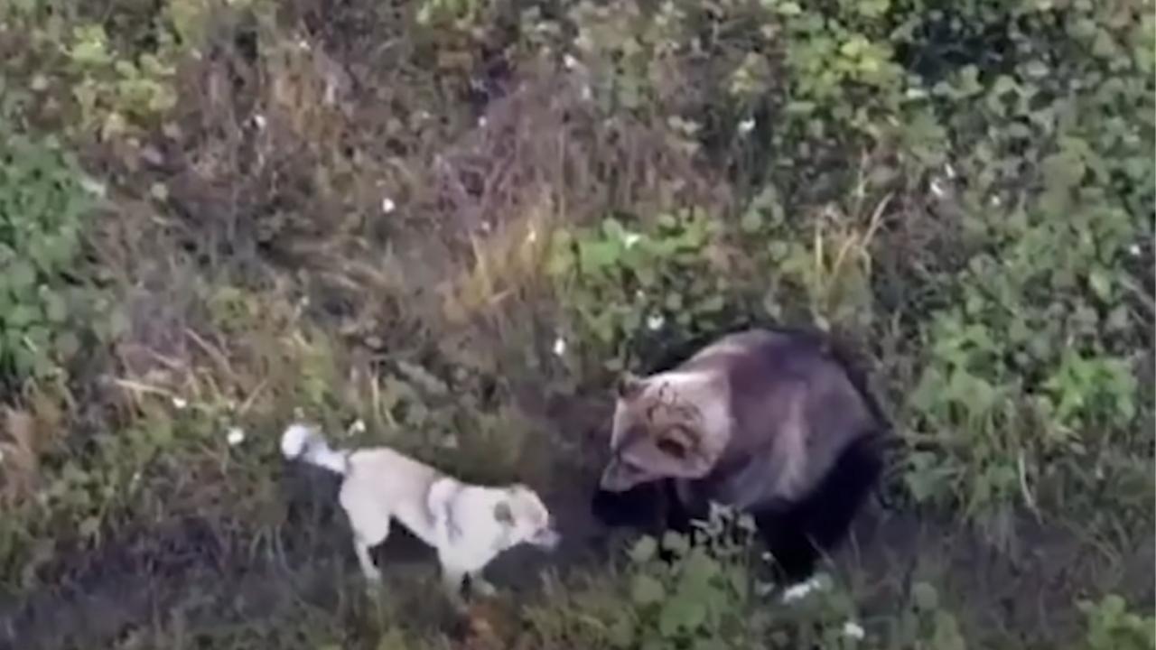 Watch: Runaway Dog Befriends Bears