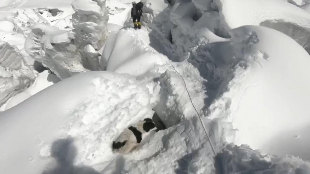 Climber Helps Stray Dog Cross Crevasse On World's 8th Tallest Mountain