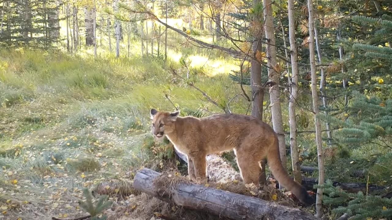 mountain lion roar