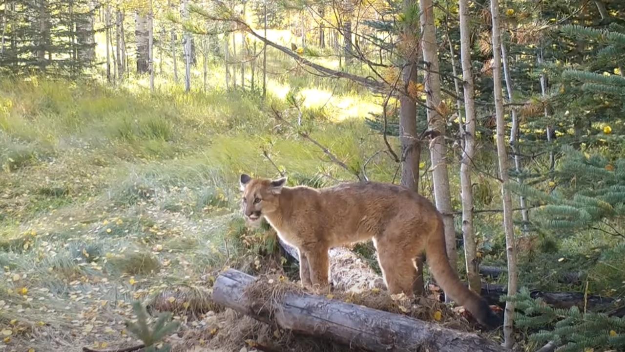 Hear A Bird Chirping? It Might Actually Be a Mountain Lion (Video)