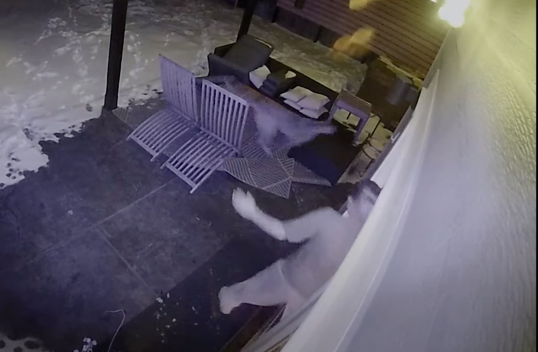 VIDEO: Colorado Woman Scares Off Mountain Lion Chasing Her Dog