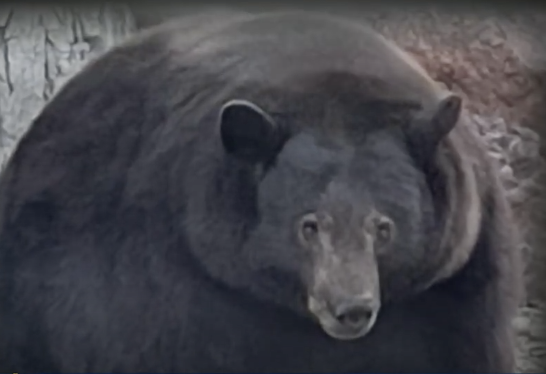 Enormously Round Bear Causes Turmoil In South Lake Tahoe