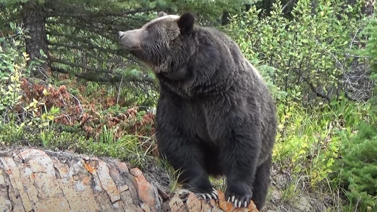 Hefty Grizzly Tracks Elk Carcass From 3 Miles Away (Incredible)