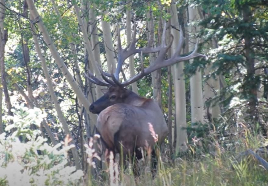 ‘World-Record’ Elk Spotted In Colorado