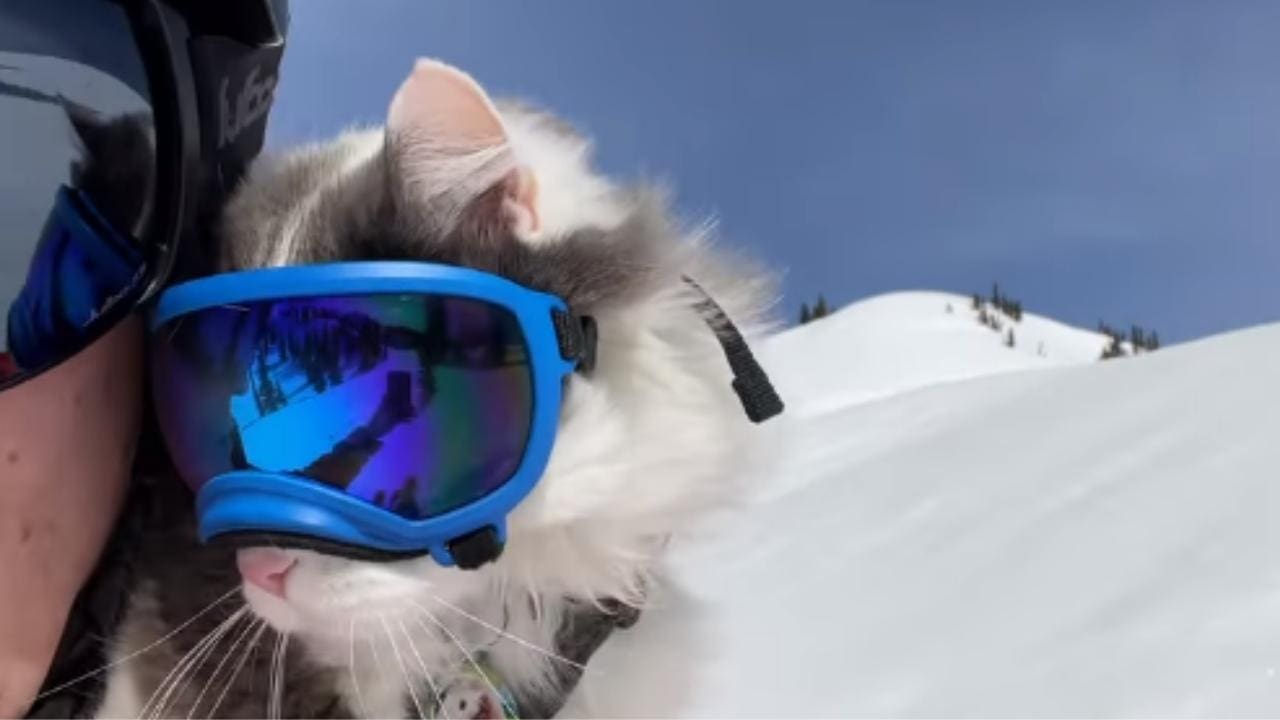 I’m Don’t Think That Gary The Cat Actually Likes Skiing…