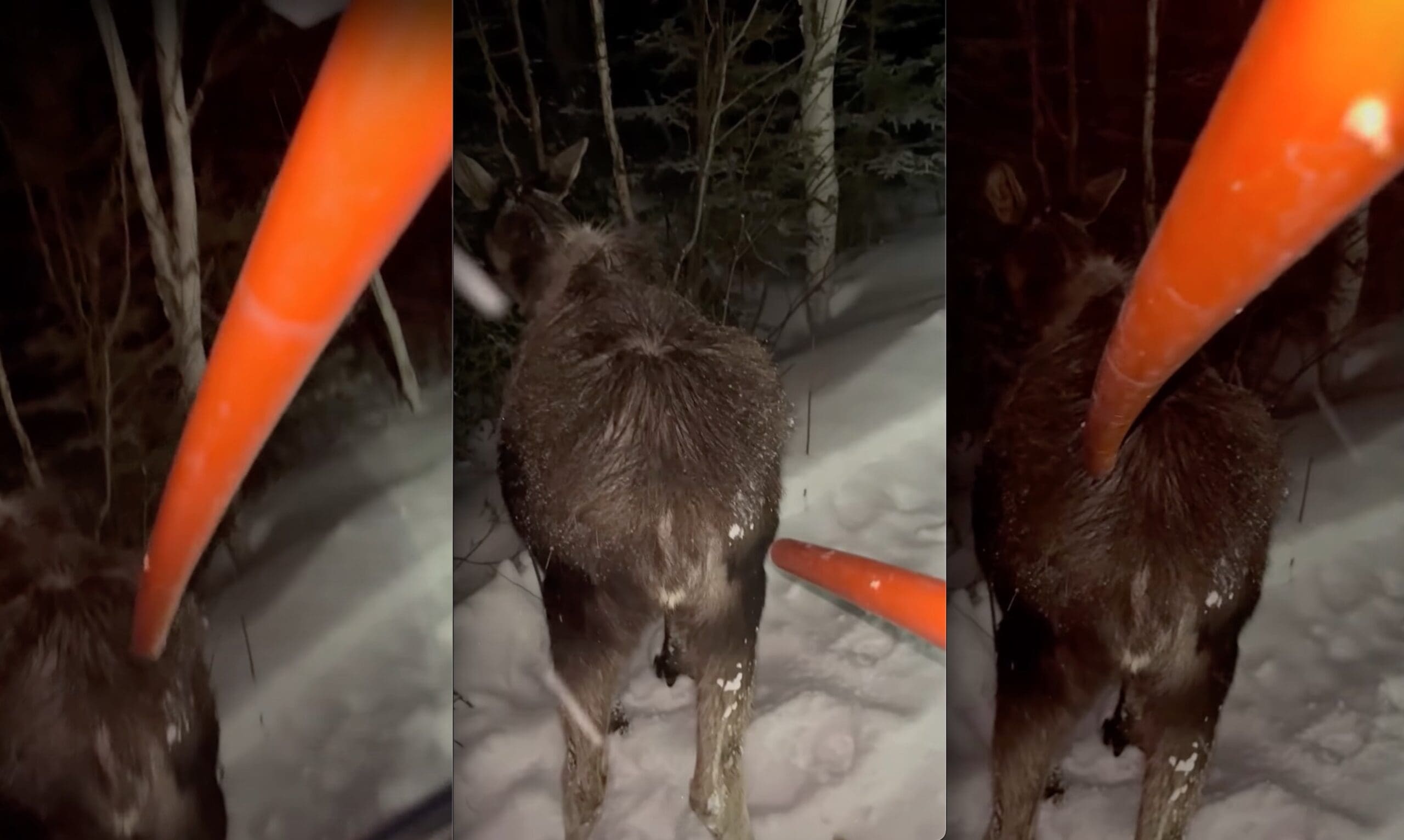 VIDEO: Snowcat Groomer Gives Moose A Gentle Poke To Move Along