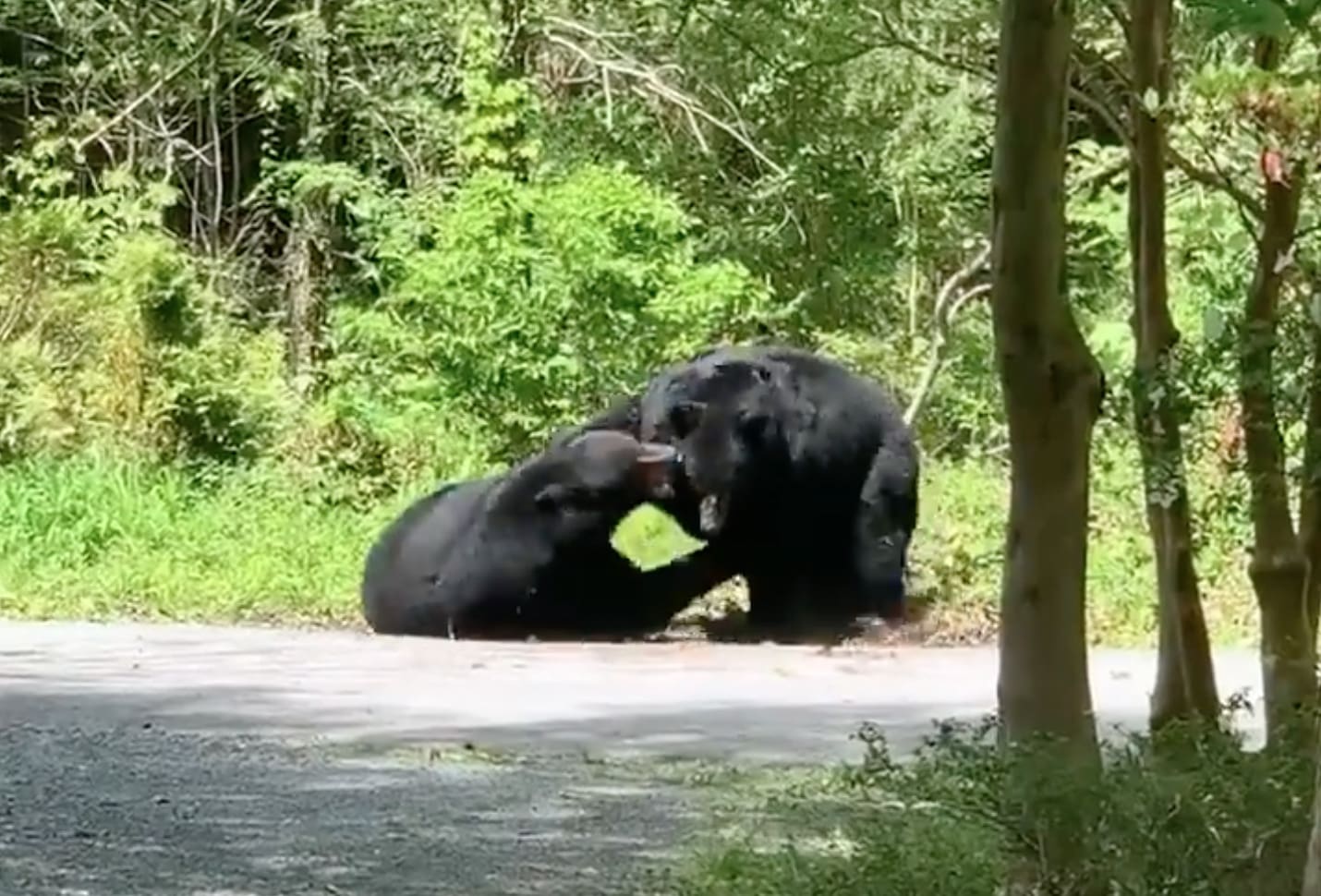 VIDEO: Black Bears Brawl In Dispute Over Food