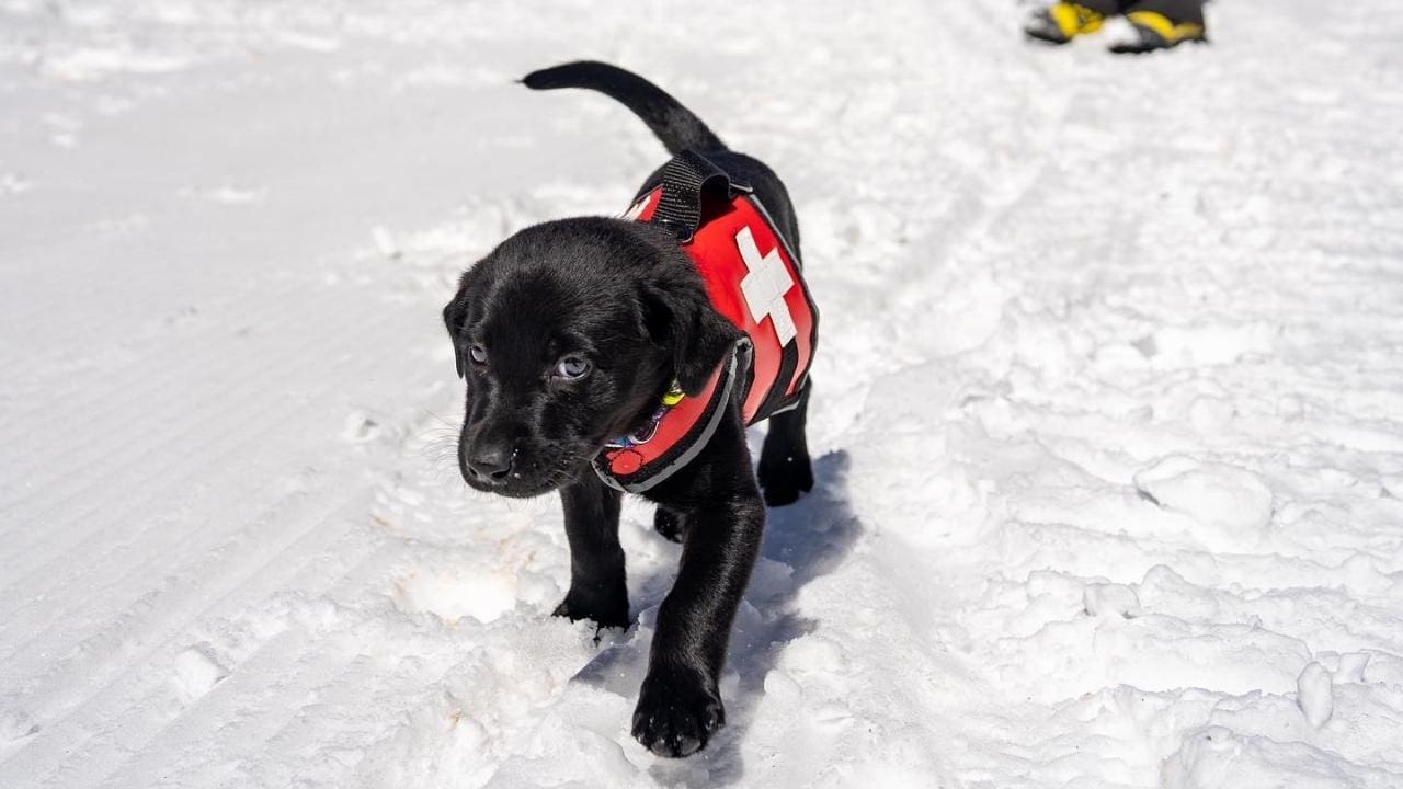 Purgatory Resort Welcomes Adorable Pup to Ski Patrol Team