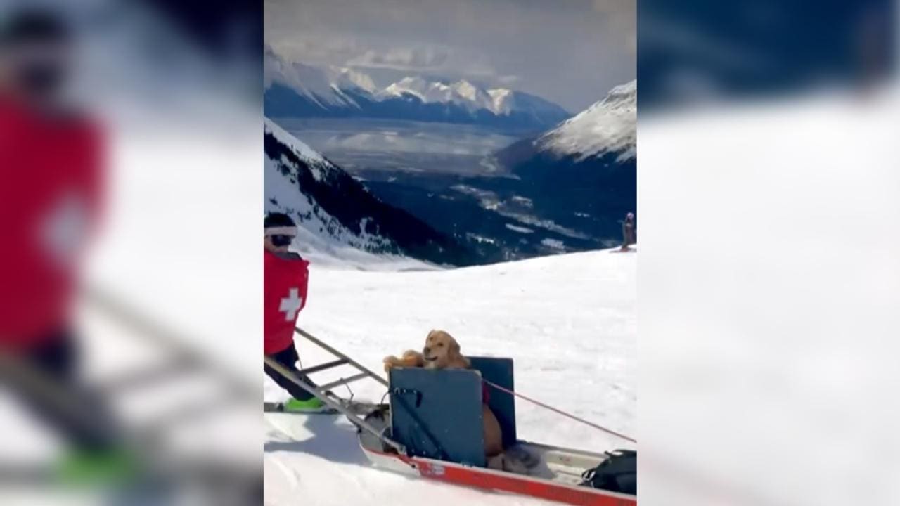 Avalanche Rescue Dog Goes For Leisurely Ride In Toboggan