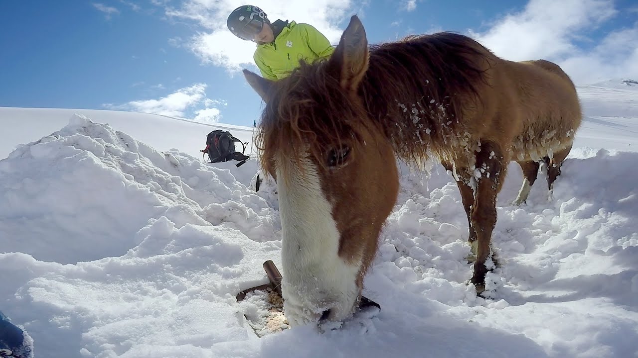 WATCH: Snowboarders Rescue Chilean Horse
