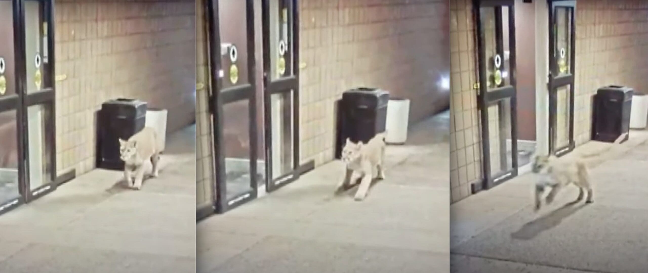 VIDEO: Mountain Lion Spooked By Automatic Doors At Arizona Resort