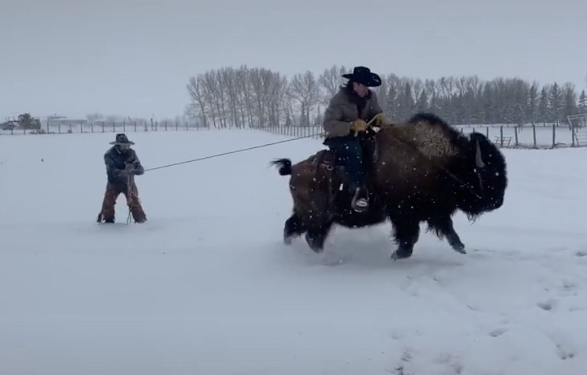 VIDEO: Canadian Cowboys Attempt Bison Skijouring