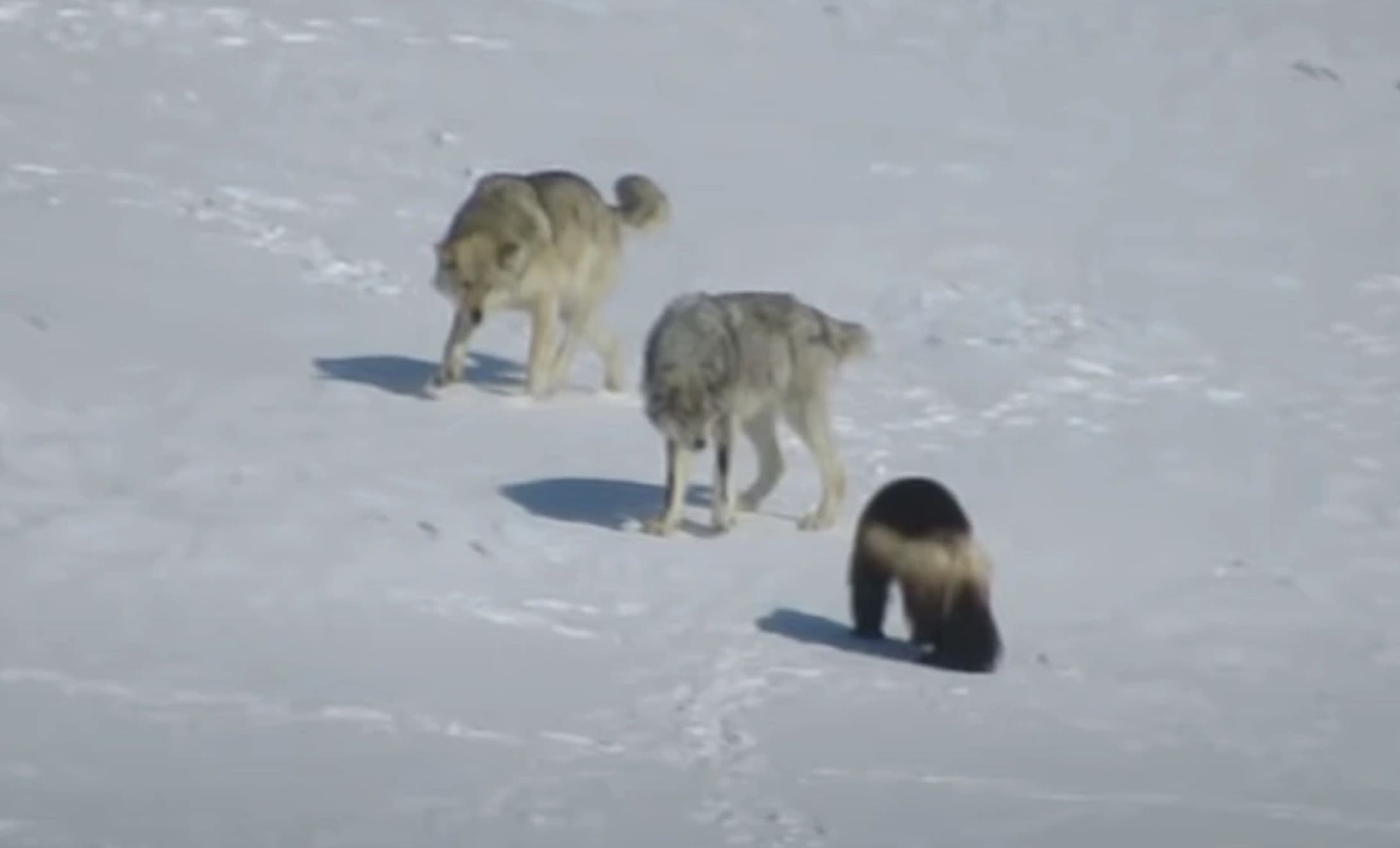 WATCH: Wolverine Fends Off Two Attacking Wolves