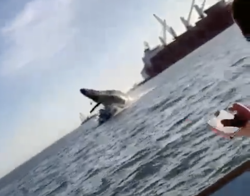 Breaching Humpback Whale Crushes Tourist Boat (Video)