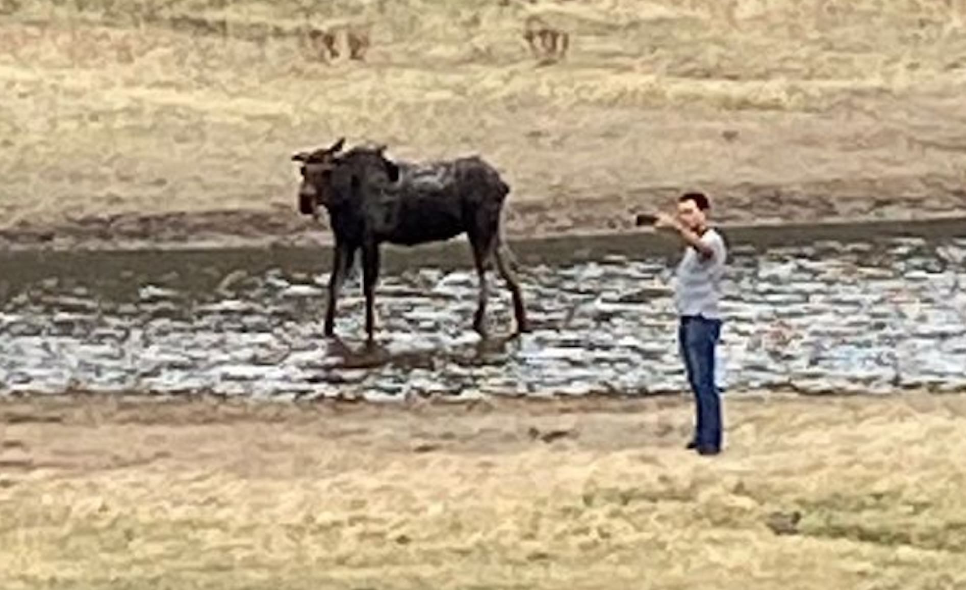 Rocky Mountain National Park Makes Example of Moose Selfie Idiot