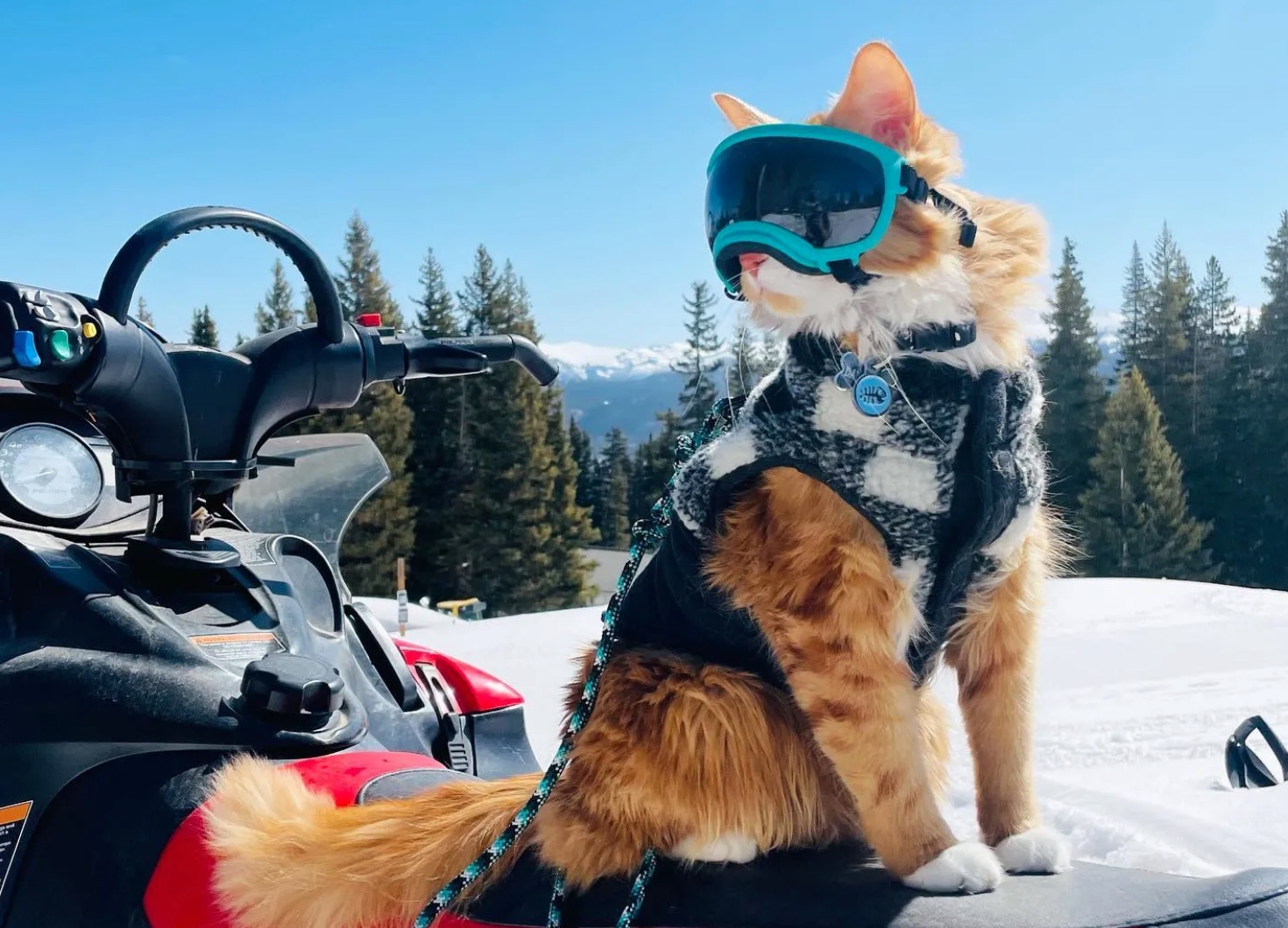 This Colorado Rescue Is Redefining "Outdoor Cat"