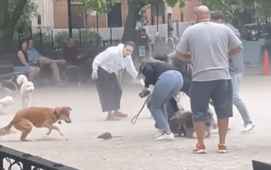 Dog Park Devolves Into Chaos As Aggressive Rat Causes Trouble (Video)