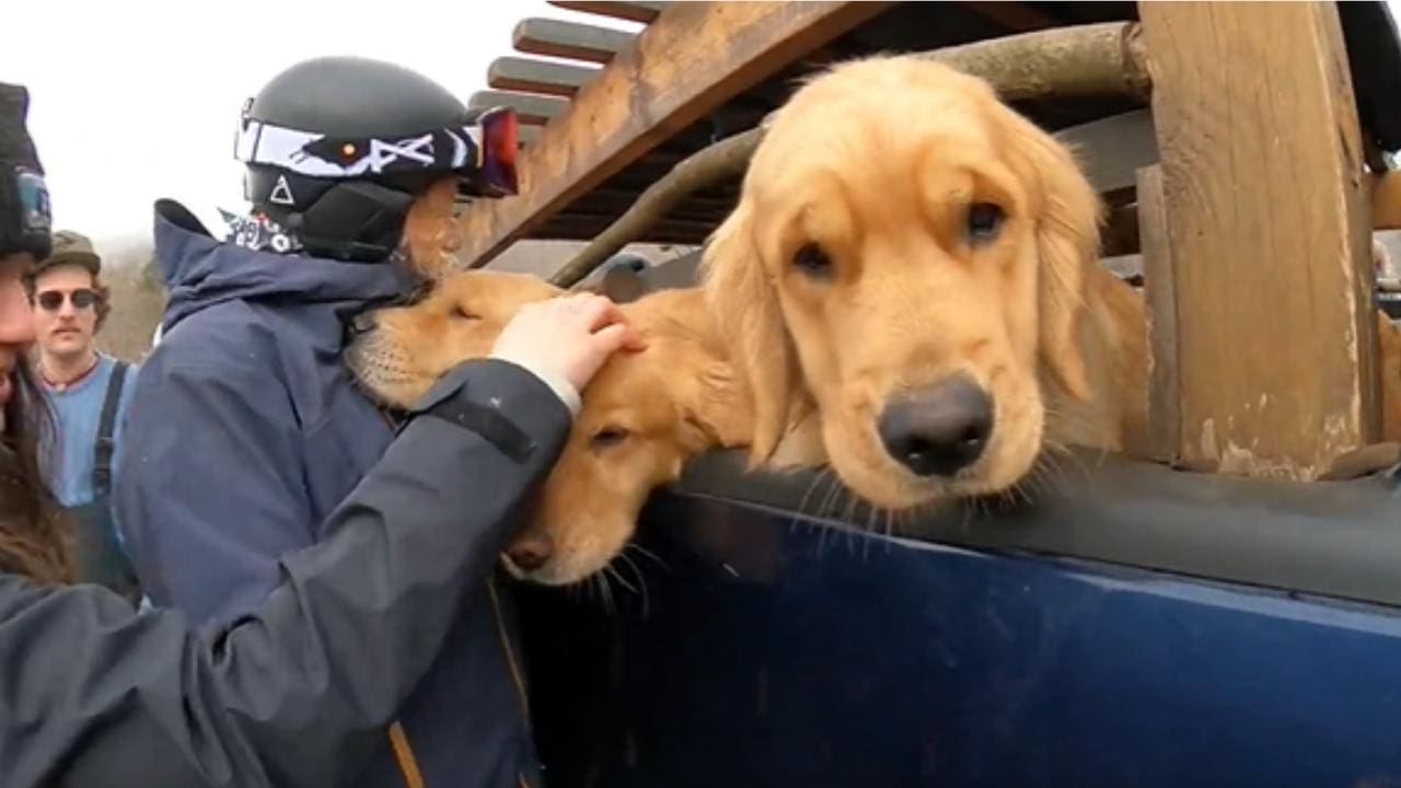 Stowe Brings Out Truck Full of Golden Retrievers For Closing Day