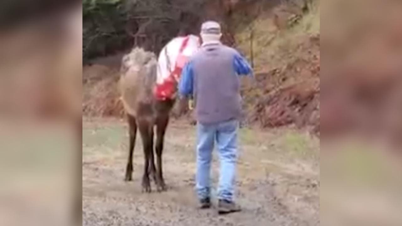 Idaho Man Removes Bag From Wild Elk’s Head (Video)